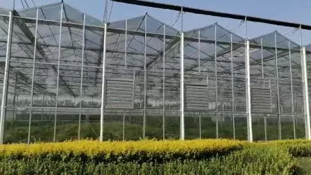 Cheap/Agriculture/Farm/Polycarbonate/Glass/Multi-Span Greenhouse with Irrigation Hydroponic System for Strawberry/Vegetables/Flowers/Tomato/Pepper
