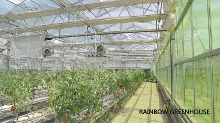 Multi-Span Venlo Type Glass Production/Commercial/ Agricuture Greenhouse Green House for Lettuce Tomato/ Strawberry/ Flower with Hydroponics Planting System